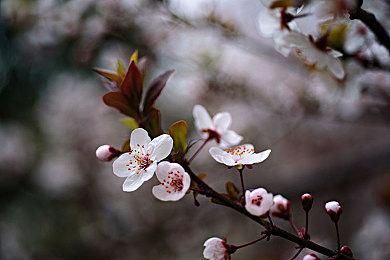 微软CEO强调手游是动视收购的最关键要素之一